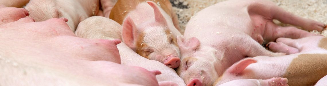 Piglet_NV_00777 (1)
